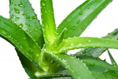 Aloe Vera has healing properties that are known by many health and 