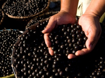 Acai Berry in the Amazon