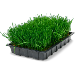 wheatgrass_in_tray